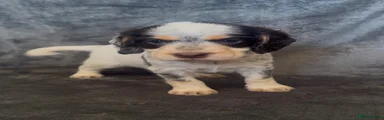 Cocker Spaniel 1