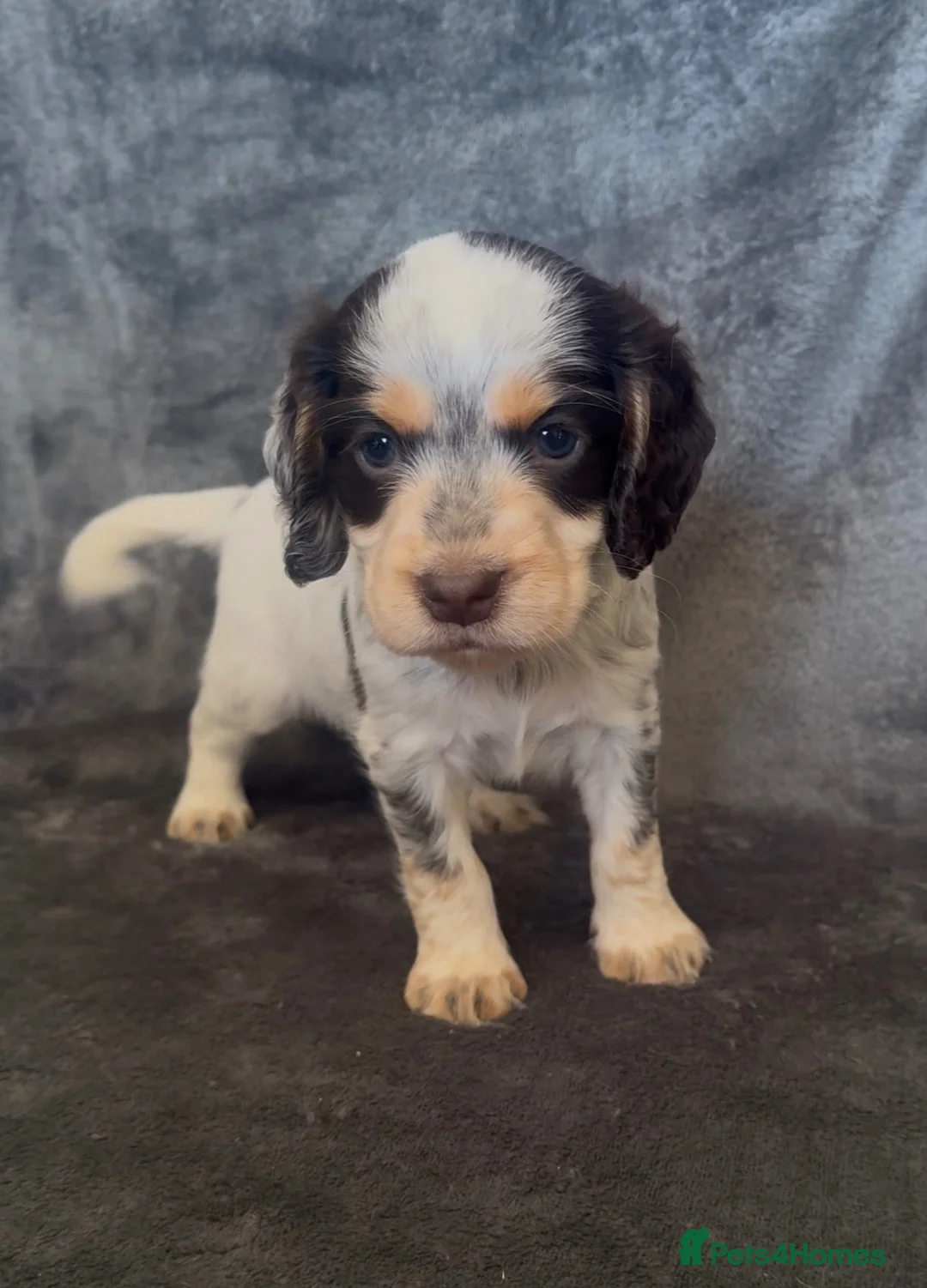 Cocker Spaniel dogs for sale: Half Show Half Working Cocker Spaniel Puppies  in Wisbech - Advert 2