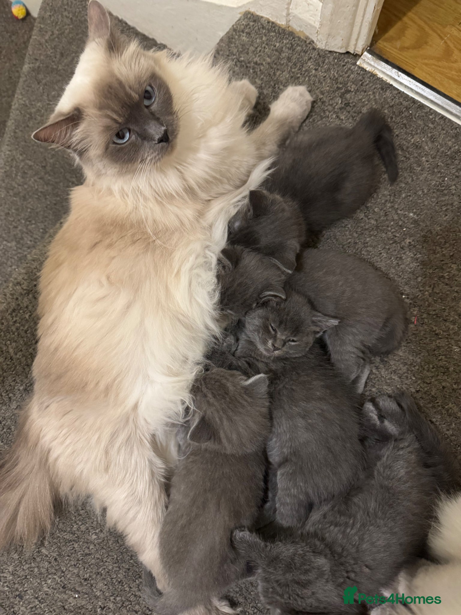 Ragdoll cats for sale: Half ragdoll half British blue  - Advert 1