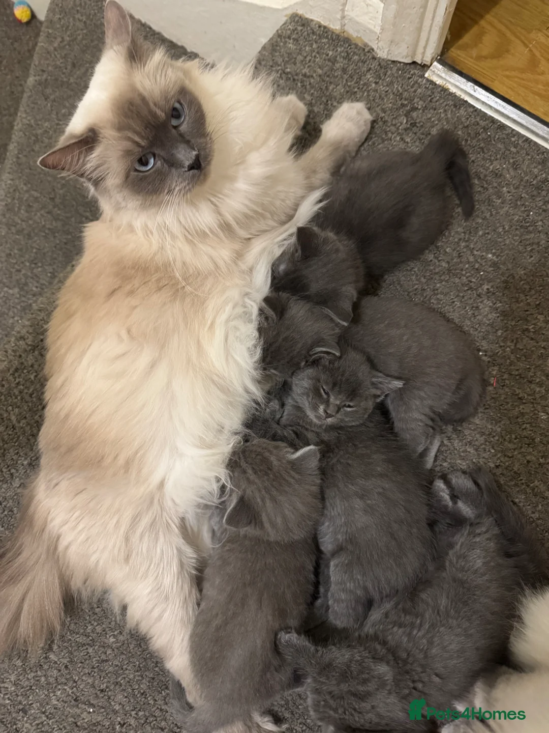 Ragdoll cats for sale: Half ragdoll half British blue  - Advert 1