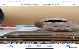 Hamster rodents for sale: Long Haired Female Hamster  - Image 3