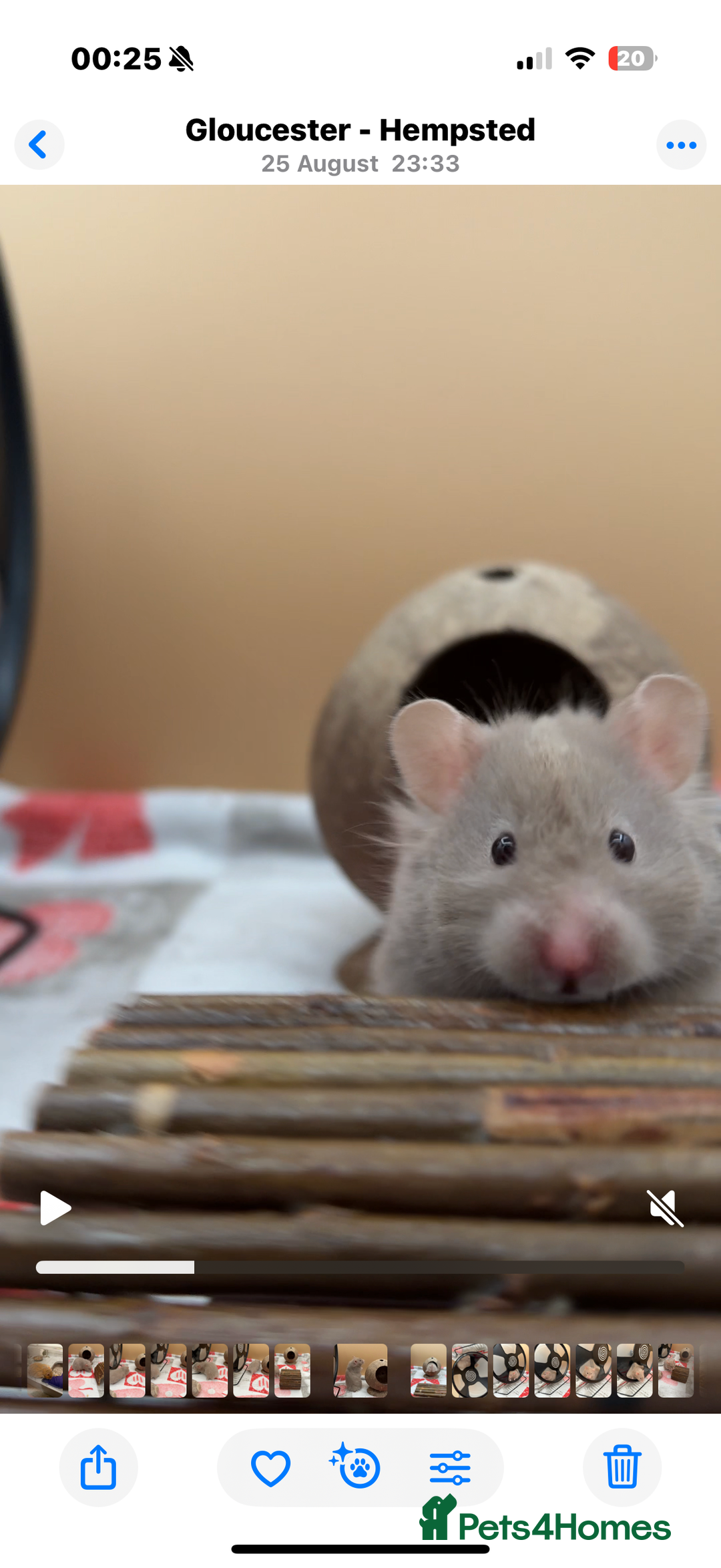 Hamster rodents for sale: Long Haired Female Hamster  - Image 3