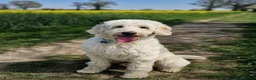 Goldendoodle dogs for sale: Goldendoodle F1b - Advert 10
