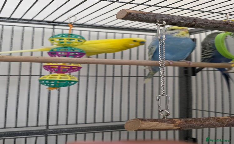 Budgerigars birds - Advert 3