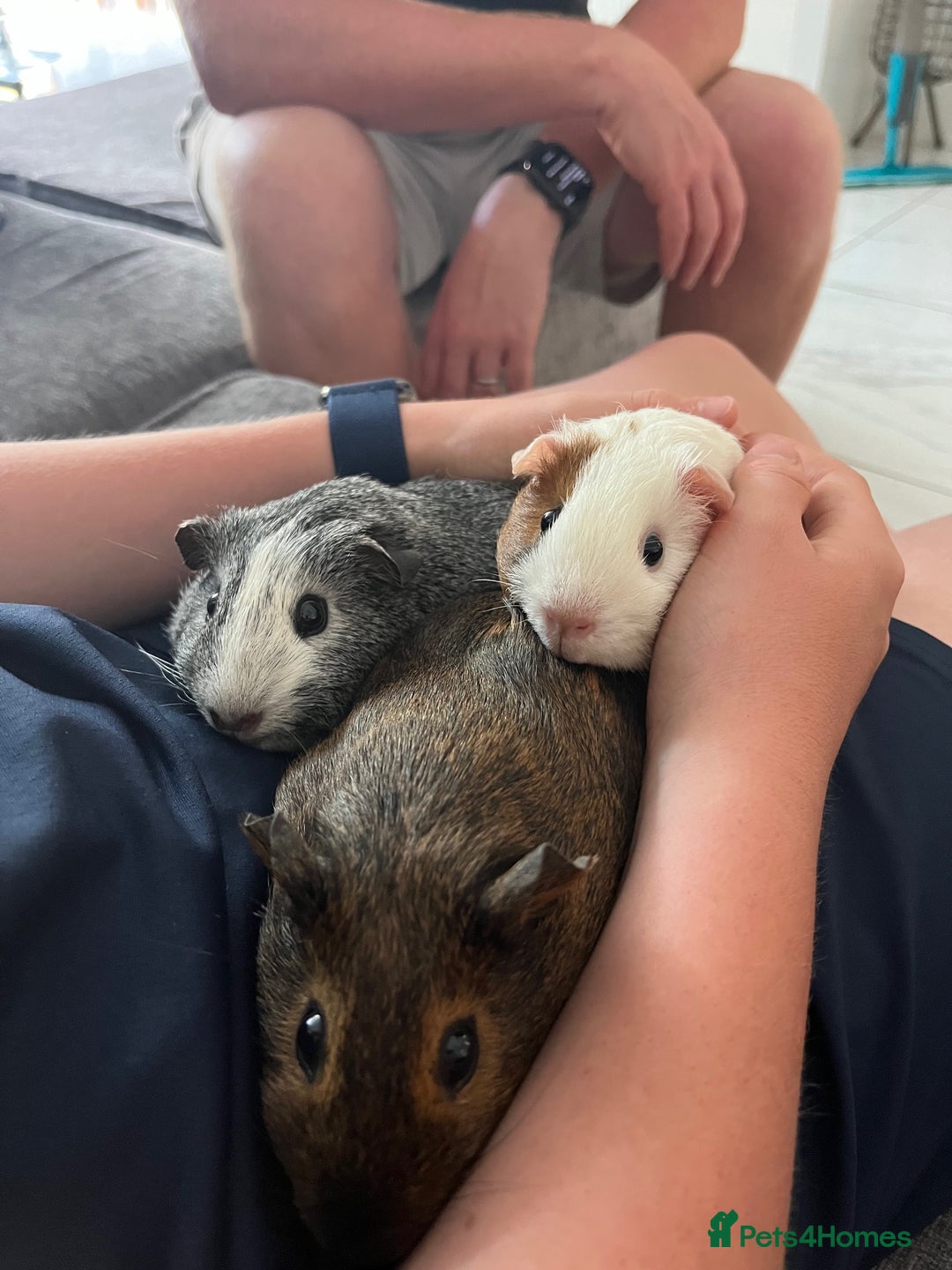 Guinea Pig rodents for sale: 3 bonded female piggies - Advert 1