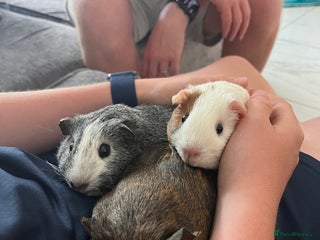 Guinea Pig rodents for sale: 3 bonded female piggies - Advert 1