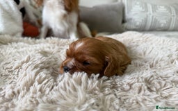 Cavalier King Charles Spaniel dogs for sale: Cavalier King Charles  - Image 6