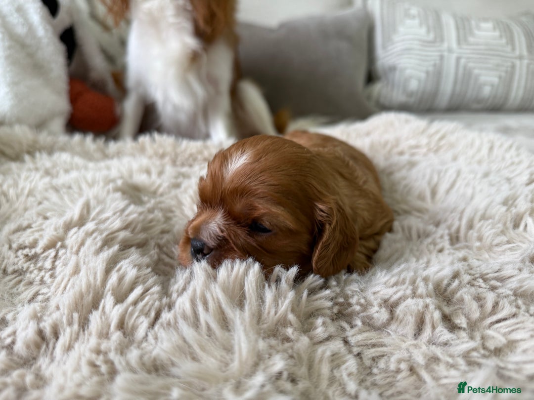 Cavalier King Charles Spaniel dogs for sale: Cavalier King Charles  - Image 6