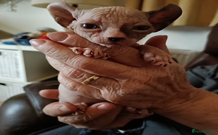 Sphynx cats - Advert 2
