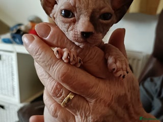 Sphynx cats - Advert 2