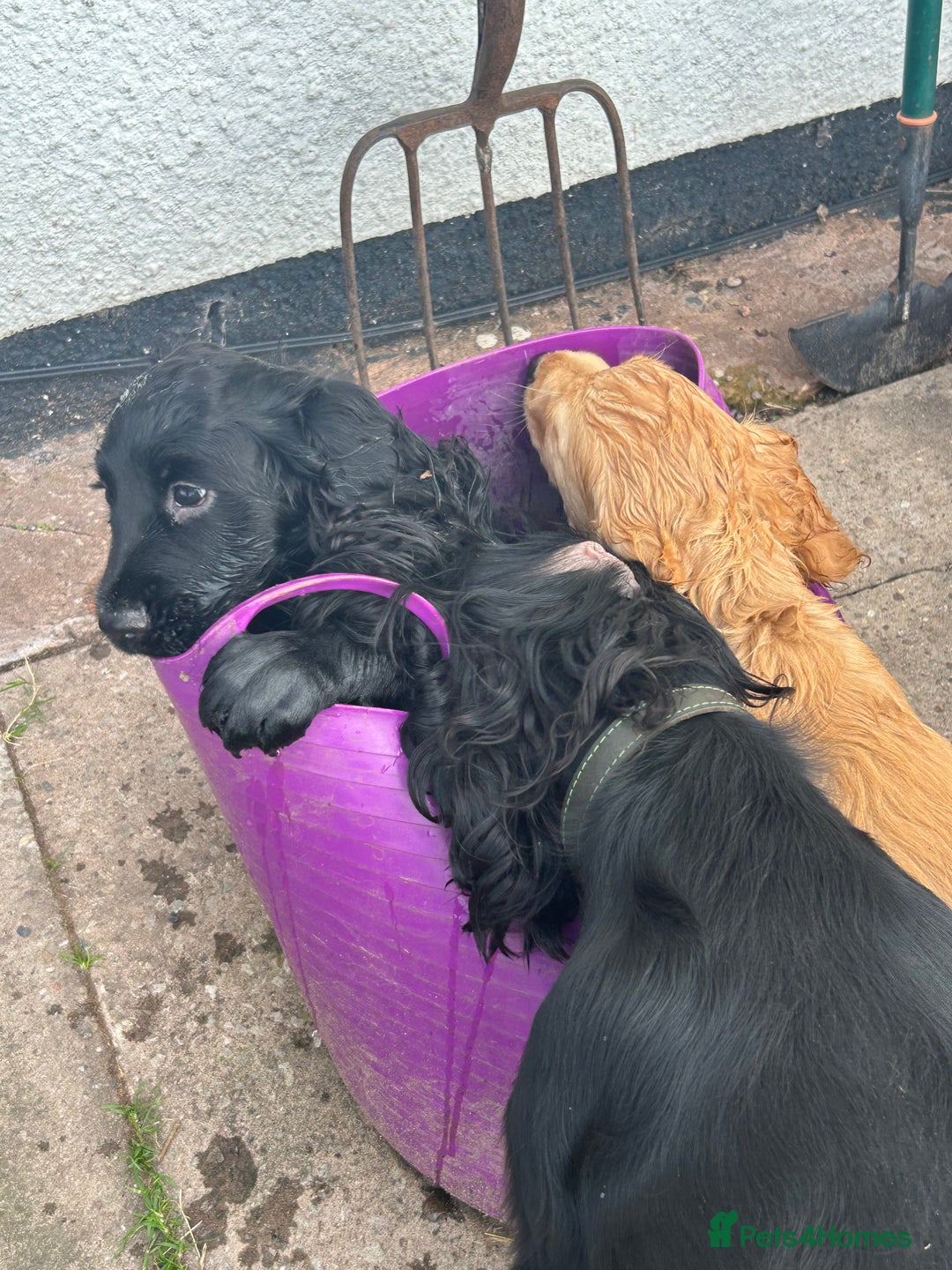 Cocker Spaniel dogs for sale: Male working cocker spaniel puppy kc reg - Image 27