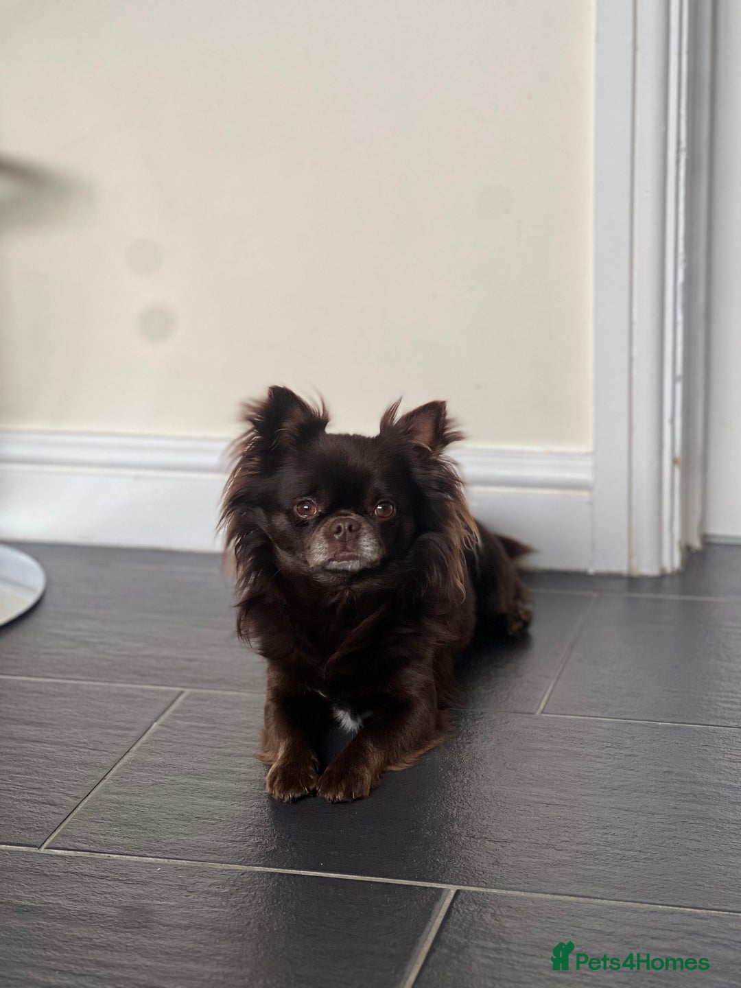 Chihuahua dogs for stud: Duke- KC Reg Chocolate Long Coat Stud Available in Tredegar - Advert 16