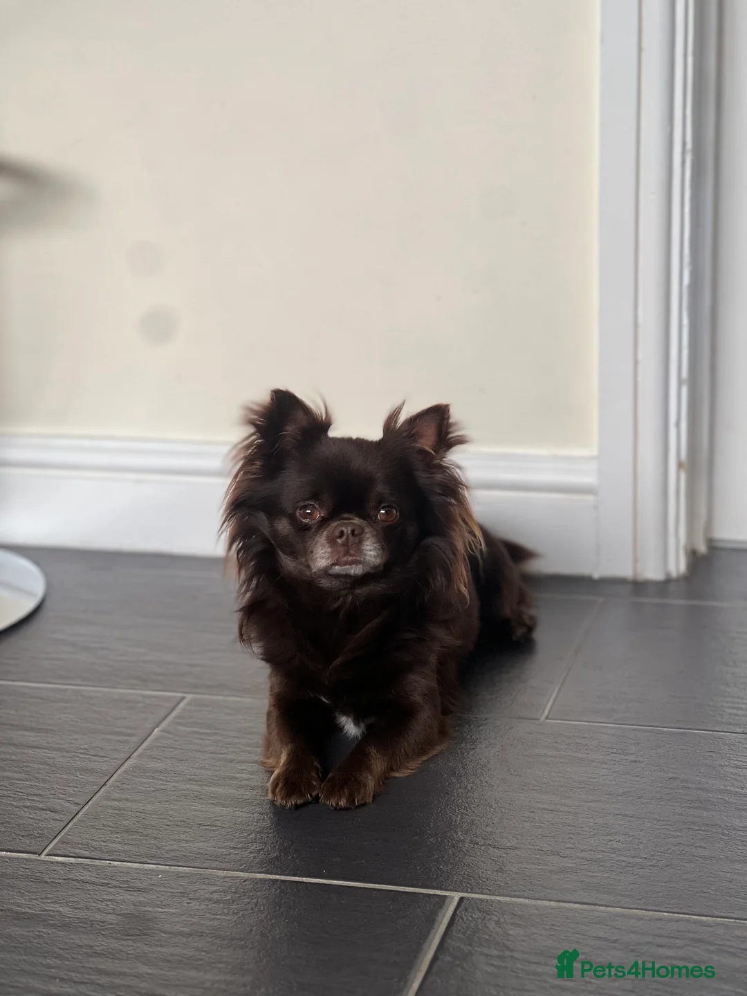 Chihuahua dogs for stud: Duke- KC Reg Chocolate Long Coat Stud Available in Tredegar - Advert 16