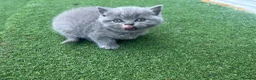 British Shorthair cats for sale: British Shorthair Kittens TICA registered  - Advert 4