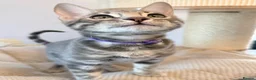Bengal cats for sale: Exceptional Bengal Kittens Ready Now  - Advert 4