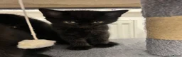 Mixed Breed cats for sale: Stunning Black “Mini Panther” Kittens  - Advert 6