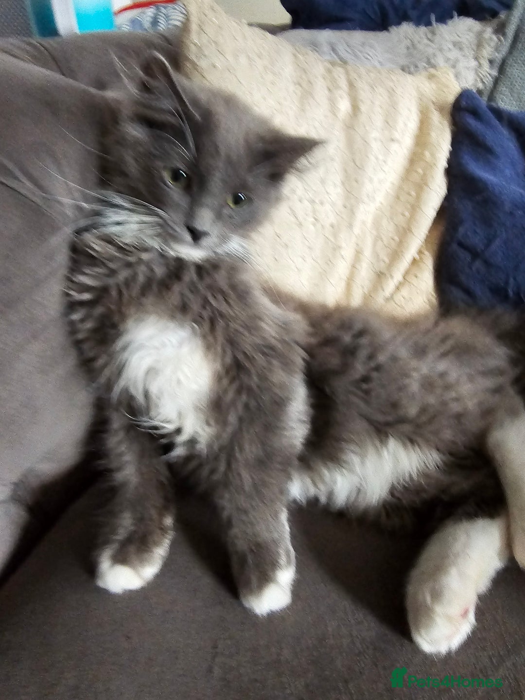 Ragdoll cats for sale: Chartreux cross Ragdoll grey Curly kittens - Image 4