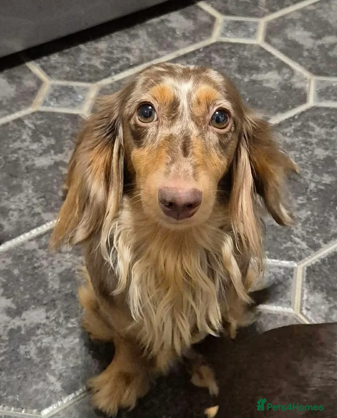 Miniature Dachshund dogs for sale: Miniature  Dachshund  - Advert 2