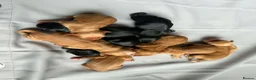 Cocker Spaniel dogs for stud: Proven Chocolate and tan show cocker stud  - Advert 2