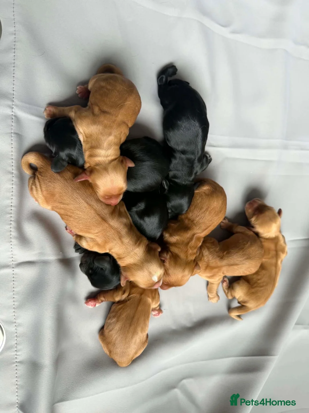 Cocker Spaniel dogs for stud: Proven Chocolate and tan show cocker stud  - Advert 2