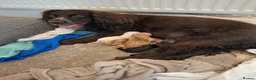Cocker Spaniel dogs for sale: Cocker Spaniel Pups For Sale - Advert 5