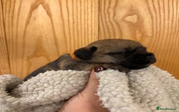 Border Terrier dogs for sale: Gorgeous Border Terrier Puppies looking for homes - Image 31