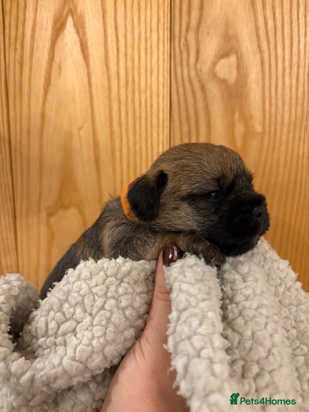 Border Terrier dogs for sale: Gorgeous Border Terrier Puppies looking for homes - Image 31