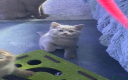 British Shorthair cats for sale: 🏆 British shorthair Fawn male available 🏆 - Image 3