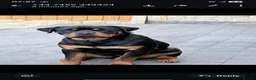 Rottweiler dogs for sale: Male 8 month old rottweiller  - Advert 6