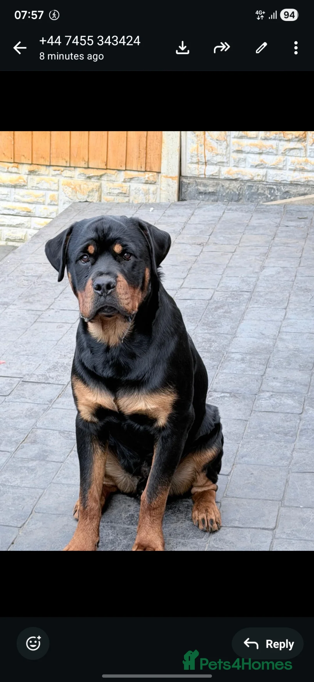 Rottweiler dogs for sale: Male 8 month old rottweiller  - Advert 6