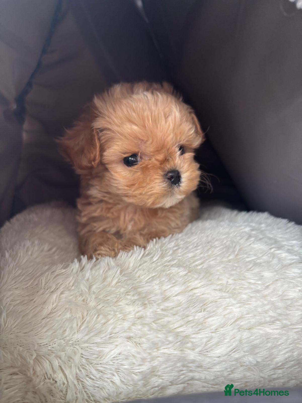 Maltipoo dogs Maltese cross Asian toy poodle  - Advert 1