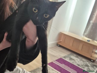 Domestic Shorthair cats for sale - Advert 1