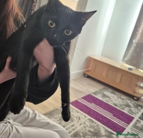 Domestic Shorthair cats - Advert 1