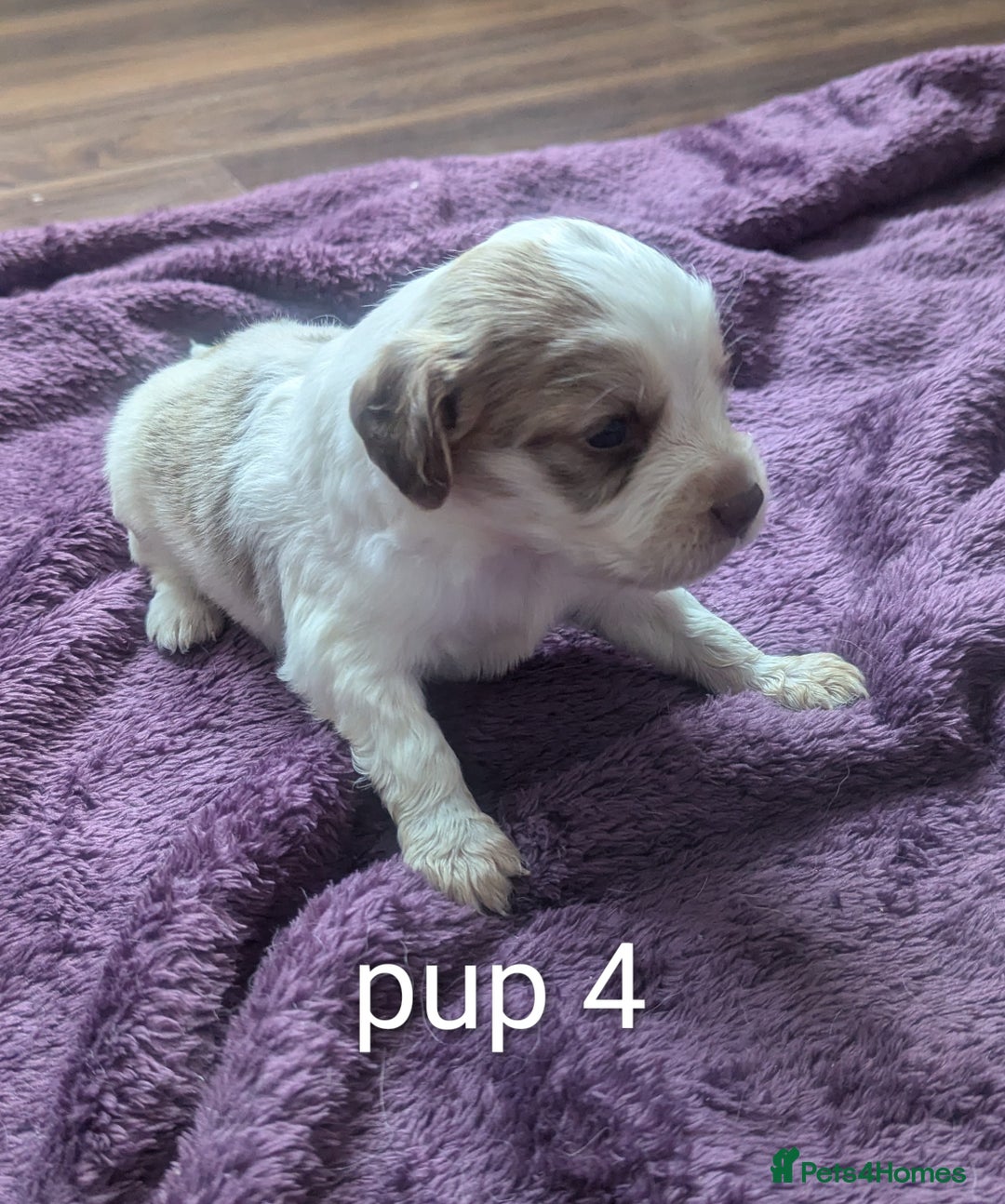 Sprocker dogs for sale: 5 sprocker puppies for sale - Image 12