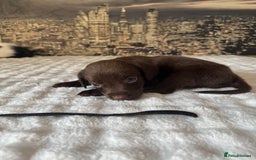 Springador dogs for sale: Chocolate Springador Puppies – Ready Soon! 🐾 - Image 18