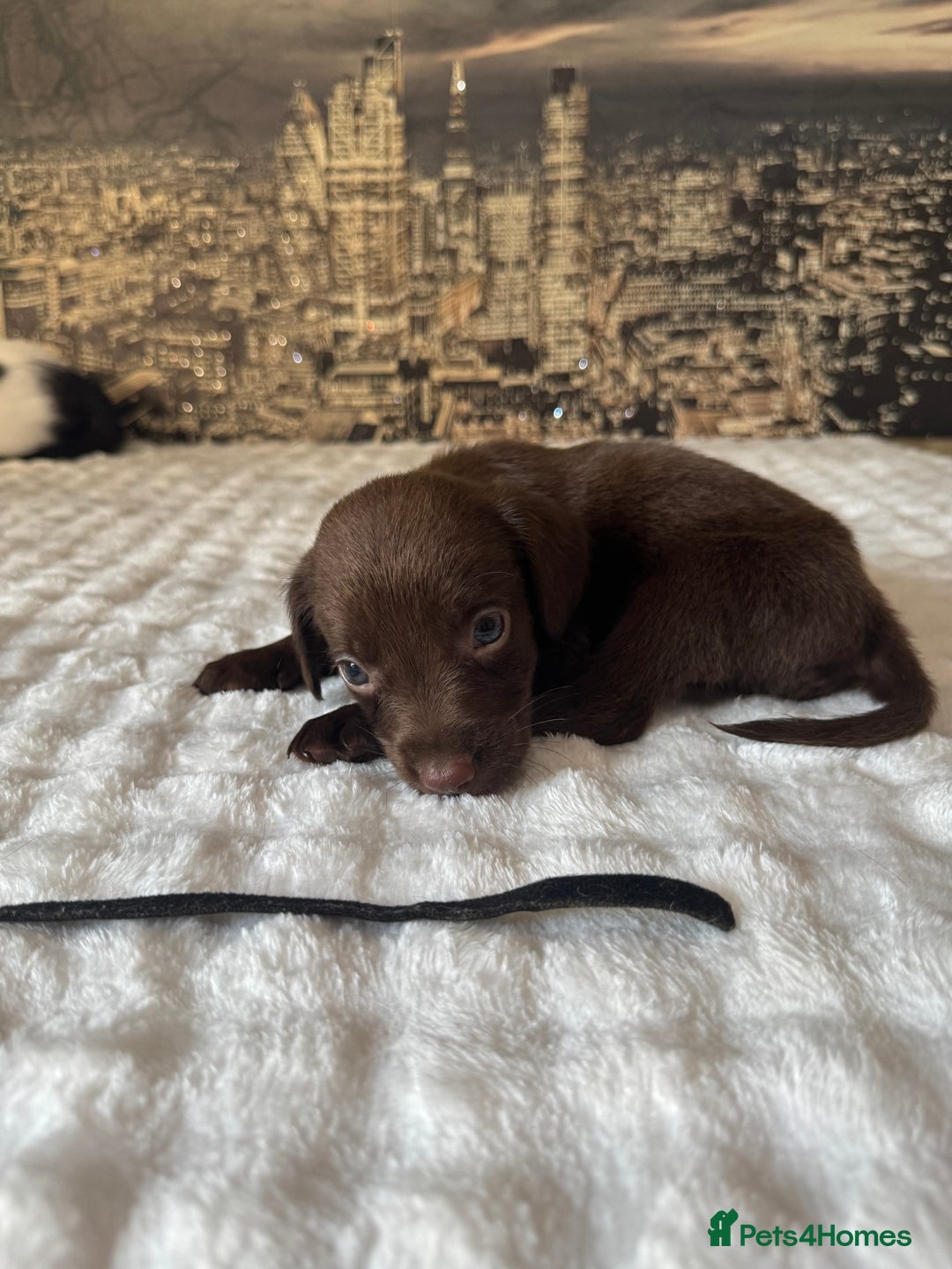Springador dogs for sale: Chocolate Springador Puppies – Ready Soon! 🐾 - Image 18