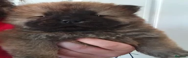 Chow Chow 5