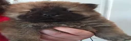 Chow Chow dogs for sale: Chow Chow puppies for sale - Advert 12
