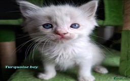 Ragdoll cats for sale: GCCF Gorgeous Pure Pedigree Ragdoll Kittens - Image 12