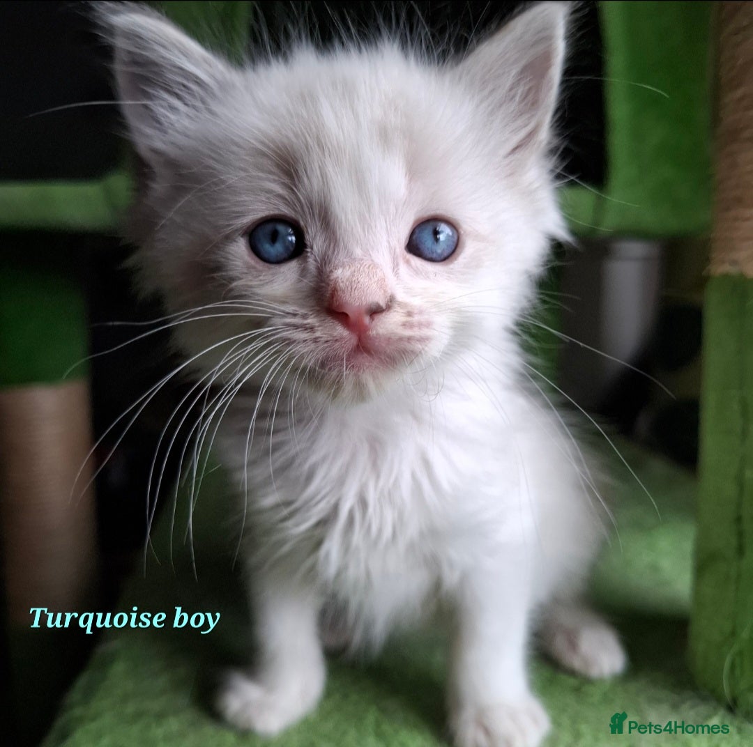 Ragdoll cats for sale: GCCF Gorgeous Pure Pedigree Ragdoll Kittens - Image 12