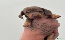 Miniature Dachshund dogs for sale: Smooth haired Miniature Dachshund - Image 31