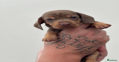 Miniature Dachshund dogs - Advert 3