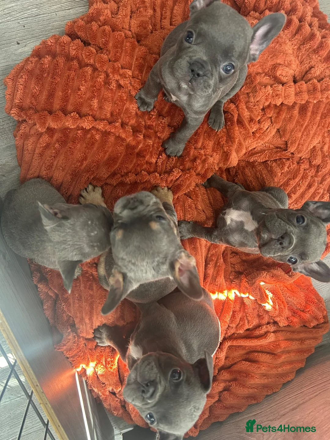 French Bulldog dogs for sale: KC REGISTERED French Bulldog Puppies! - Advert 2