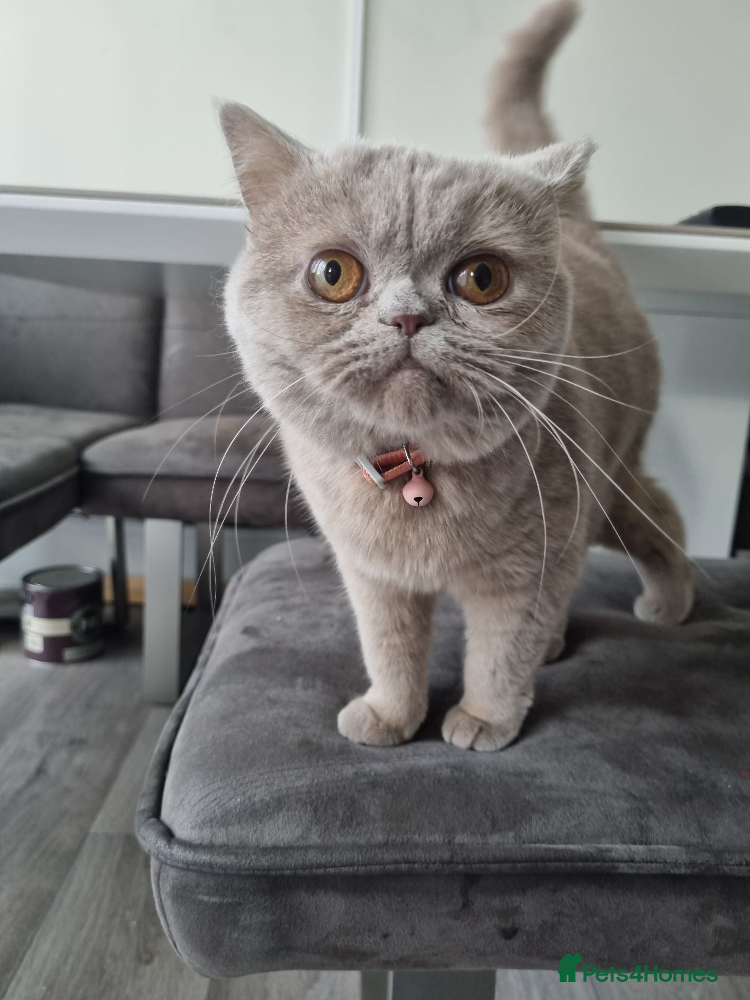 British Shorthair cats Beautiful British Shorthair – Marley - Advert 1