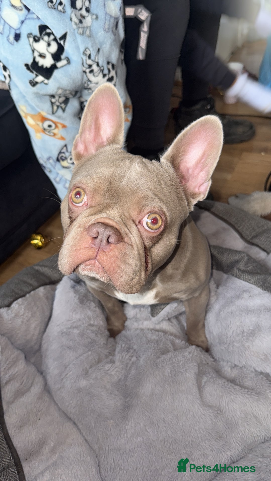 French Bulldog dogs for sale: 3 year old male French bulldog - Advert 2