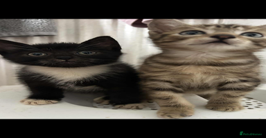 Mixed Breed cats - Advert 6