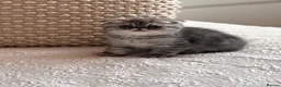 Persian cats for sale: Beautiful Scottish fold exotic Persian kittens  - Advert 2