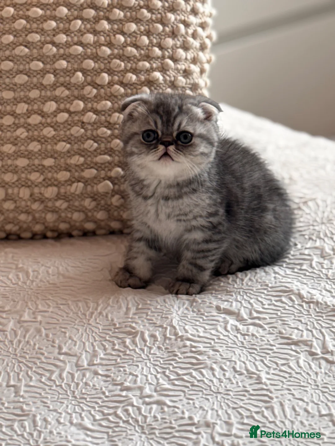 Persian cats for sale: Beautiful Scottish fold exotic Persian kittens  - Advert 2