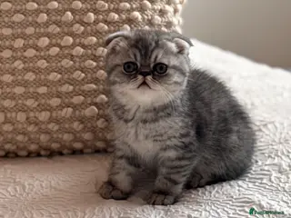 Persian cats Beautiful Scottish fold exotic Persian kittens - Advert 1
