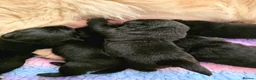 Mixed Breed dogs for sale: Gorgeous Chowador puppies. Chow x Lab - Advert 16